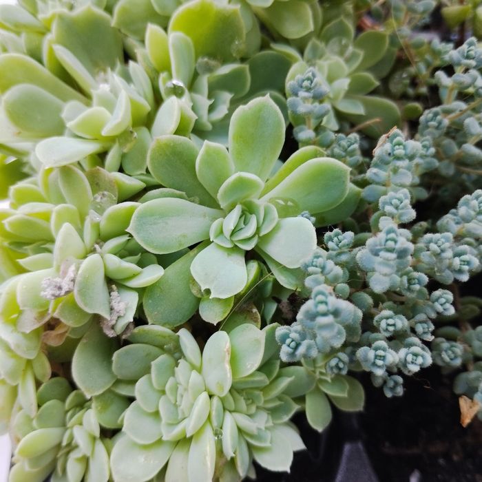 Кімнатні рослини