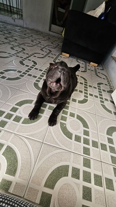 Procura nova família  Sharpei