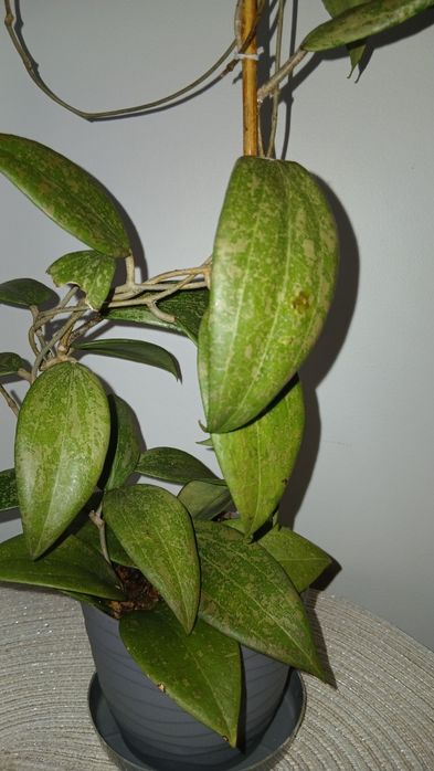 Hoya wibergiae hoja kwiat doniczkowy vibergiae