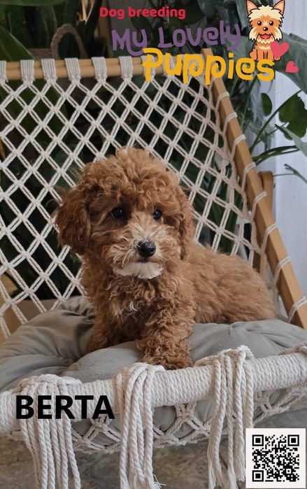 Cavapoo dziewczynka Berta