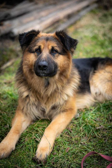 Piesek w typie owczarek niemiecki