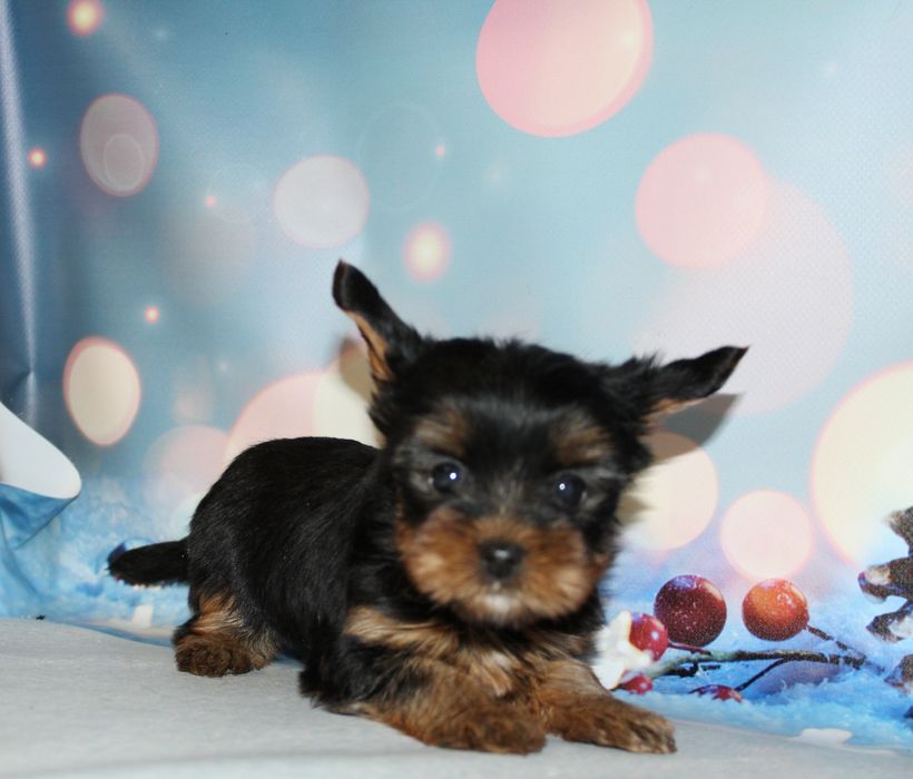 Цуценята йоркширського терьєра бебі фейс