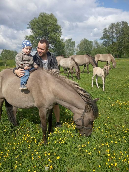koń konik polski 5 szt dopłatowe z licencja 2500 zł dopłat