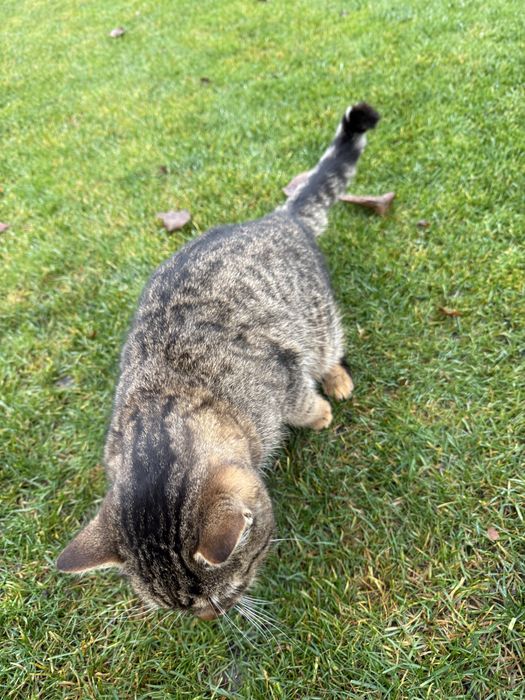 Отдам молодого кота подростка в хорошие руки