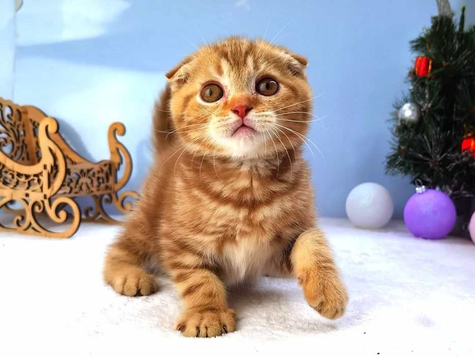 Вислоухий котик в новом и редком окрасе циннамоновый мрамор. Документы