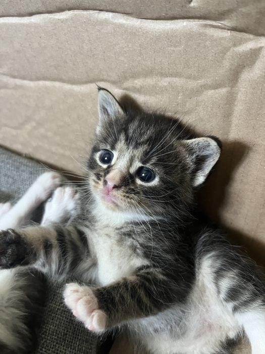 Кошенята 1 місяць