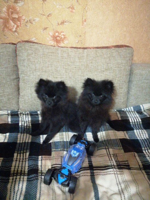 Продам щенка шпица мальчика