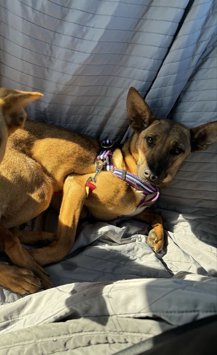 Roxy - adoção responsável