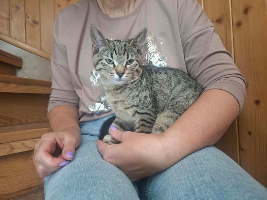 4 miesięczny Loki szuka domu niewychodzącego