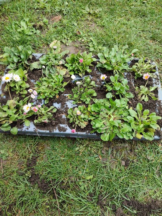 Truskawki sadzonki poziomki i stokrotki