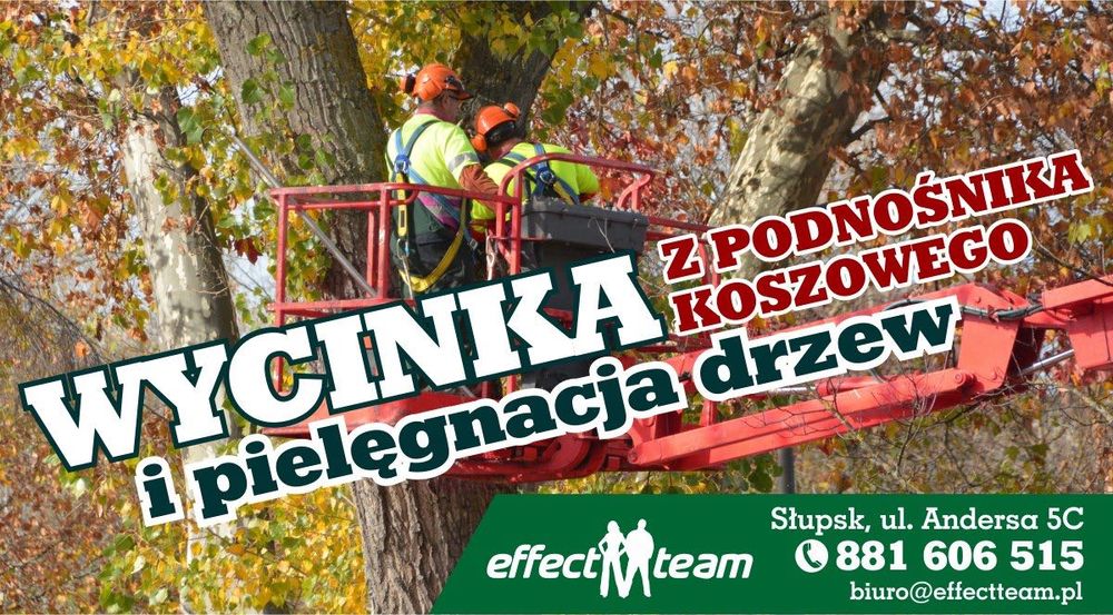 Pielęgnacja i wycinka drzew gałęzi z Podnosnik koszowy  Wycinka