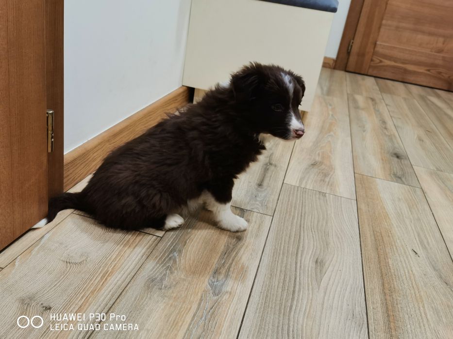 Border collie piesek czekoladowo biały.