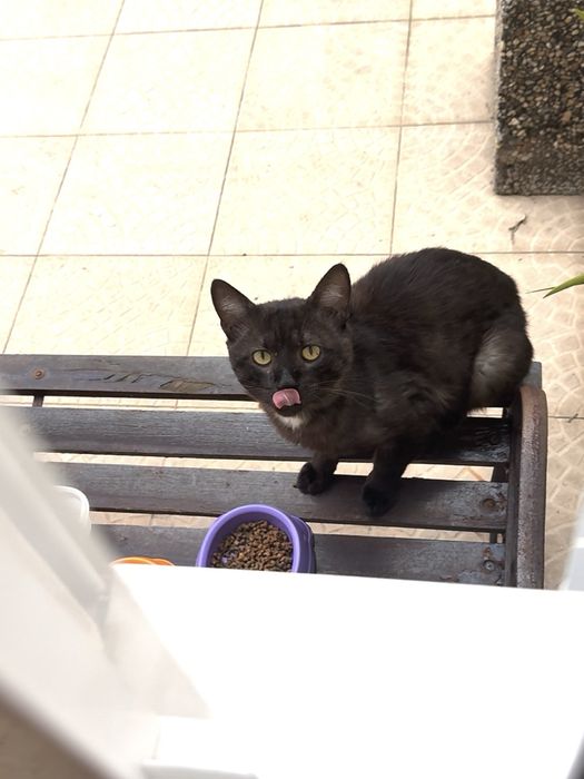 Gato/Gatinho Abandonado