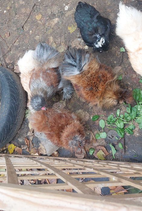 Kogut Kura ozdobne Silka jedwabista i satynowa, Gołoszyjki