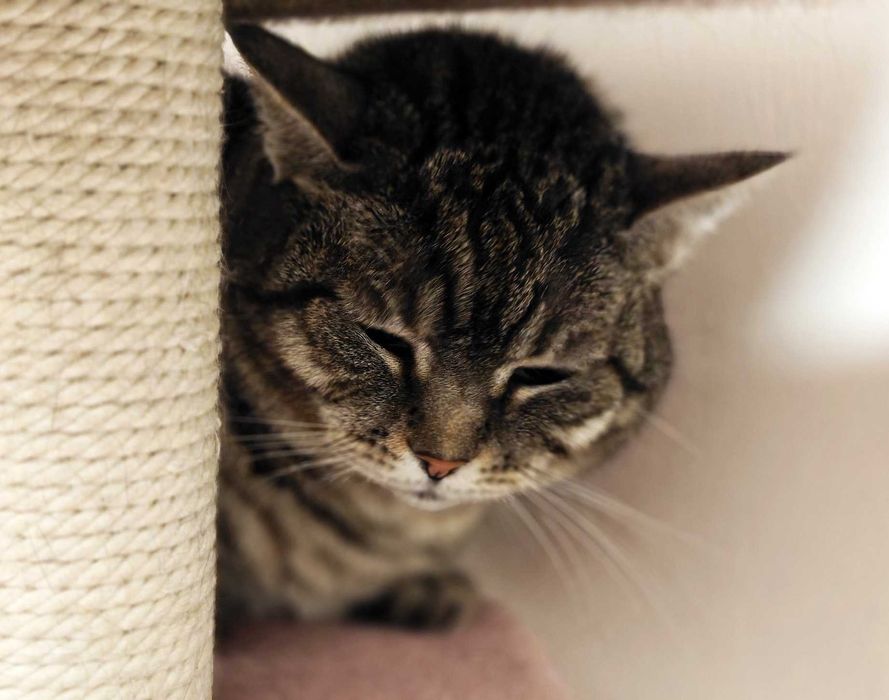 Гарненька ласкава кішечка Аріша терміново, 1.5 р кошка, кішечка, киця