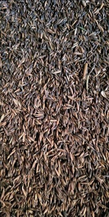 Owies czarny gniady zbiór 2025 czyszczony