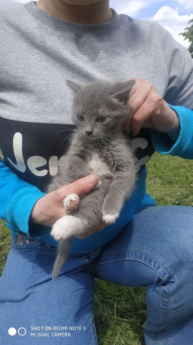 Котята в добрі руки