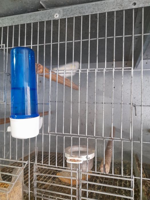 Canários de várias espécies