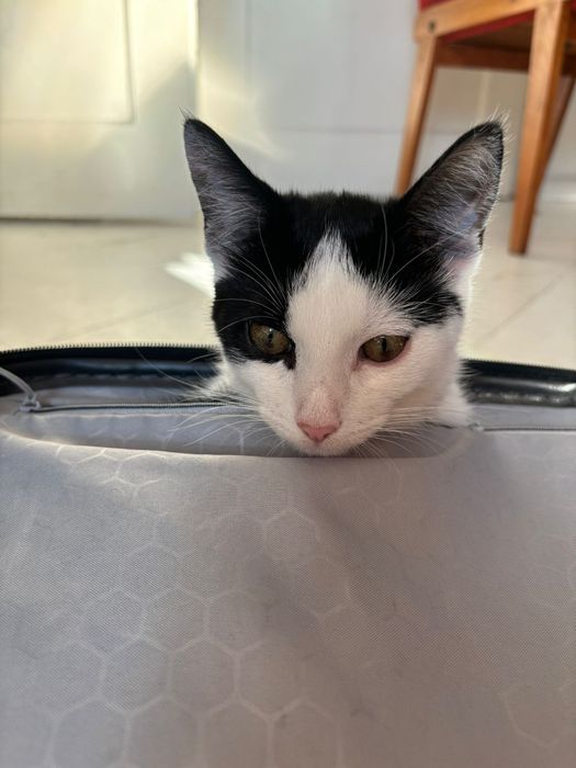 Kocie pingwinki szukają domku