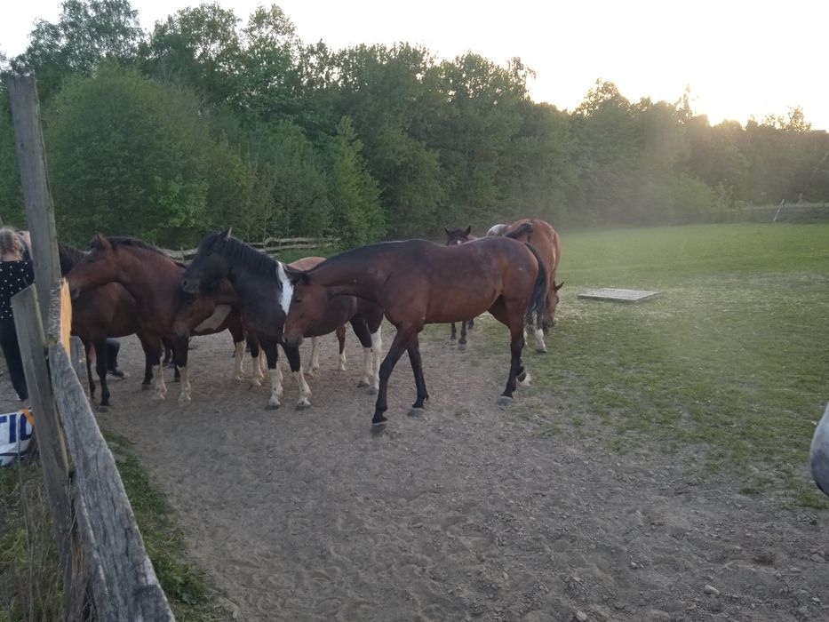 Domki i pokoje do wynajęcia