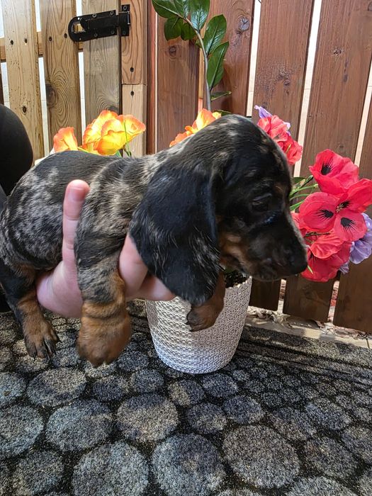Jamnik krótkowłosy miniaturowy samczyk blue merle