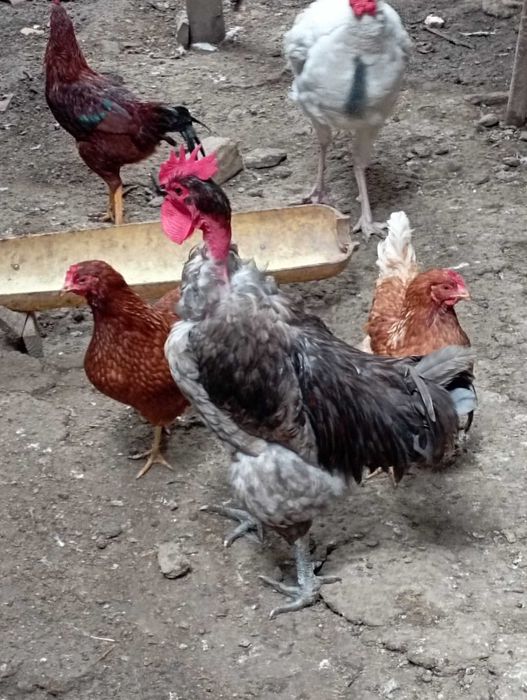 Galinhas e galos do campo