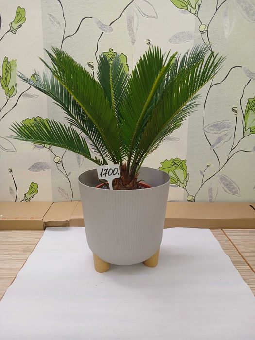 Квіти для колекціонерів.Цикас.