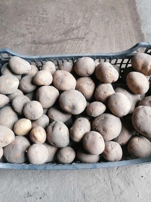 ziemniaki vineta, soraya, quenn anna - sadzeniaki oraz odpadowe