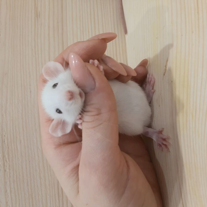 Крыски дамбо+клетки для них,