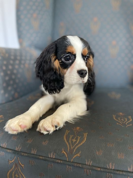 Cavalier king charles spaniel-samiec z kompletem szczepien