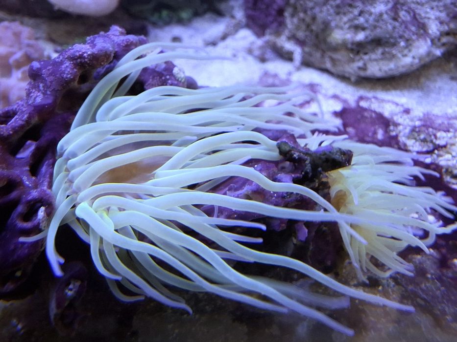Anemonia viridis x2