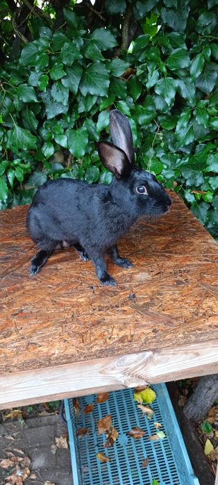 Króliki zajęczak czarny