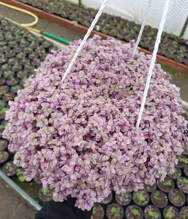 Smużyna 'pink lady' M