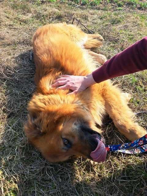 Foxi - kudłaty rudzielec o wielkim sercu