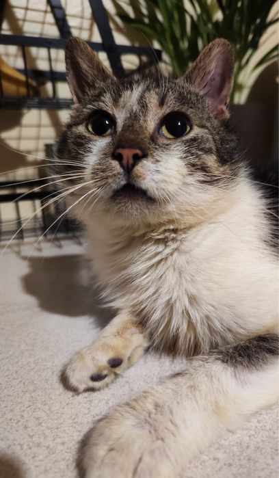 Miziasty Anatol juz 1,5 roku czeka na dom!