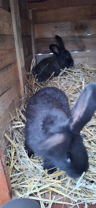 Sprzedam króliki