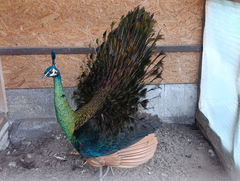 Szmaragd 2024r Samiec