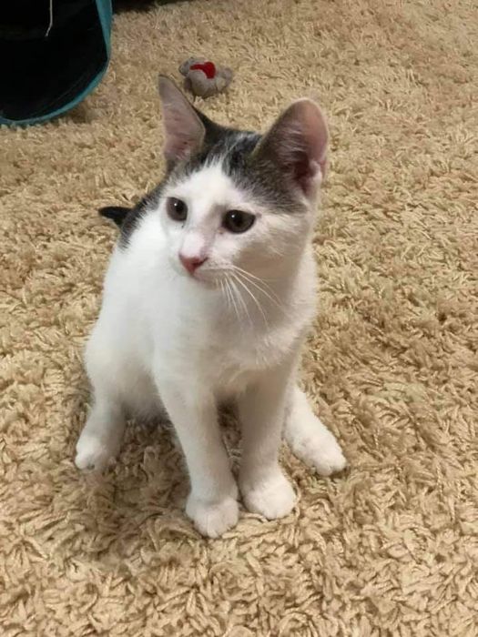 Котик  в добрі руки