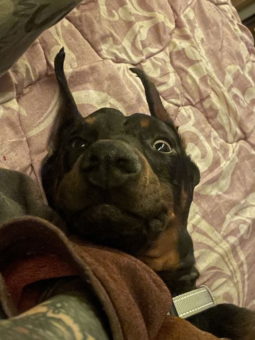 Продам добермана