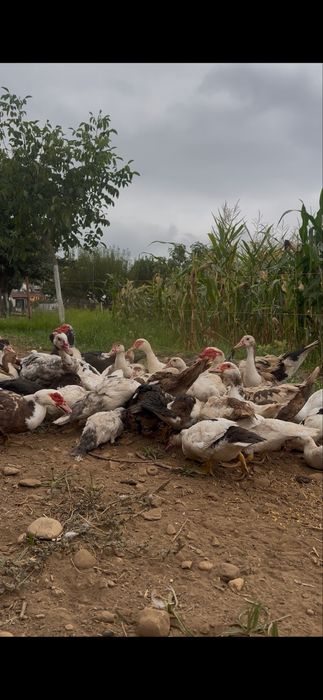 Patos mudos com 4 meses