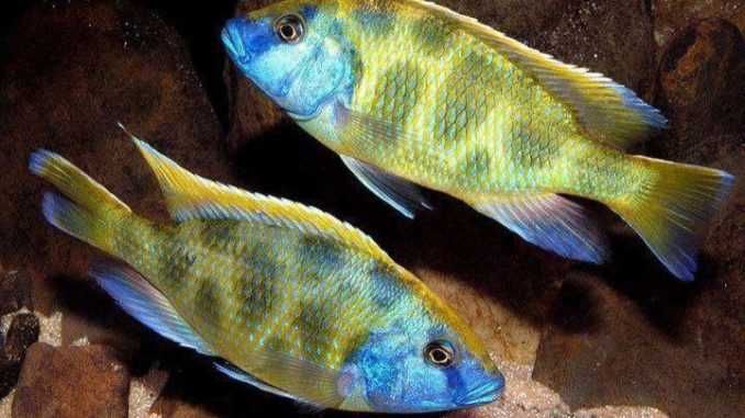 GB MALAWI Pyszczak Venustus - dowóz ryb!