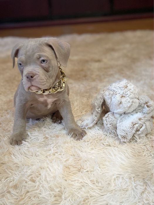 Американський буллі