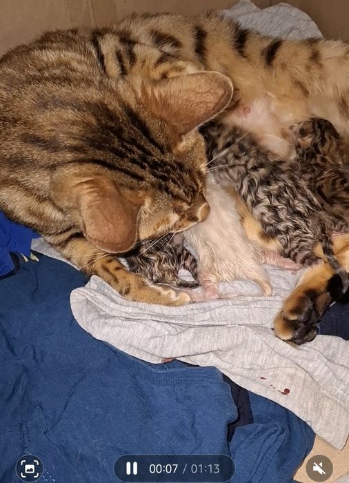 Продам бенгальских котят