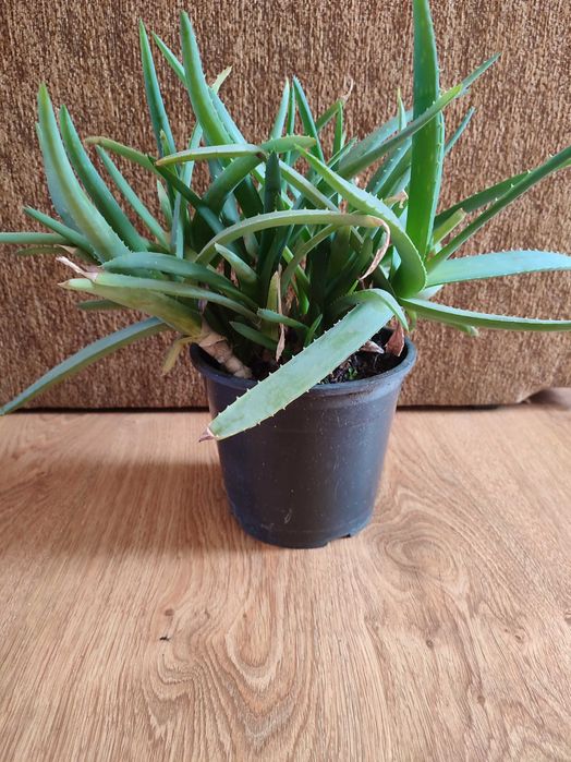 Aloes pełna doniczka