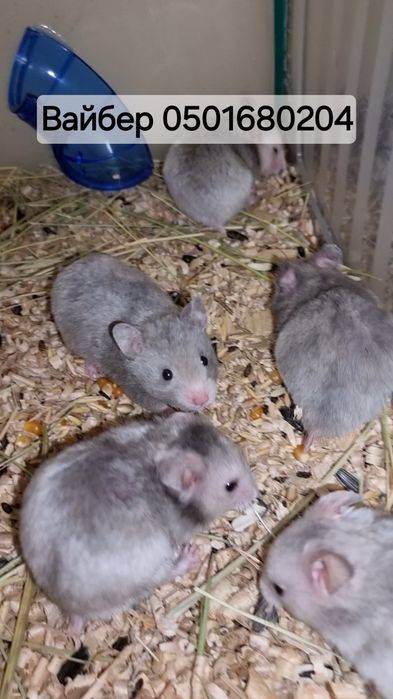 Хомячки серенькие есть и другие окрасы доставка по городу Джунгарский