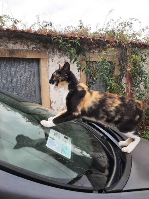Gatinha Urgente de 1 ano e meio para doação
