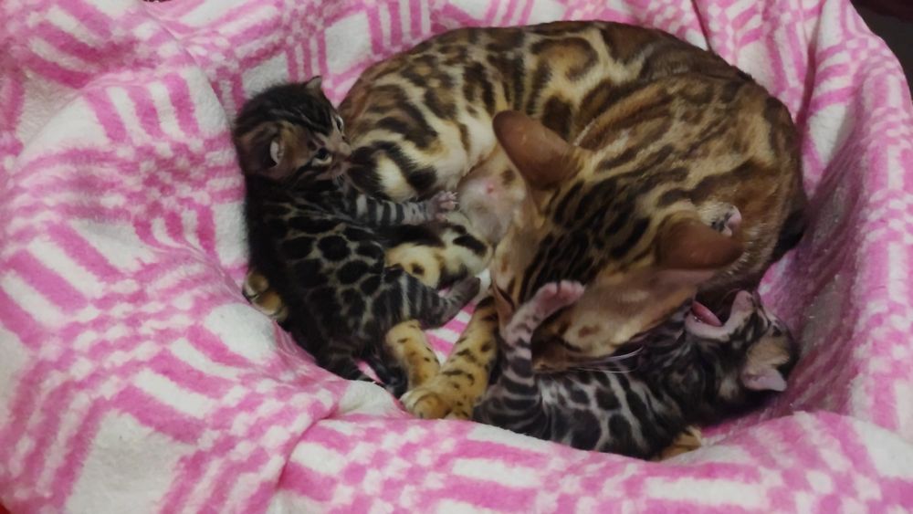 Маленькі тигринята! Бенгали!