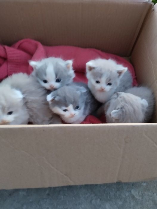 Котики клаповухі: 300 грн. - Коти Зарваниця на Olx