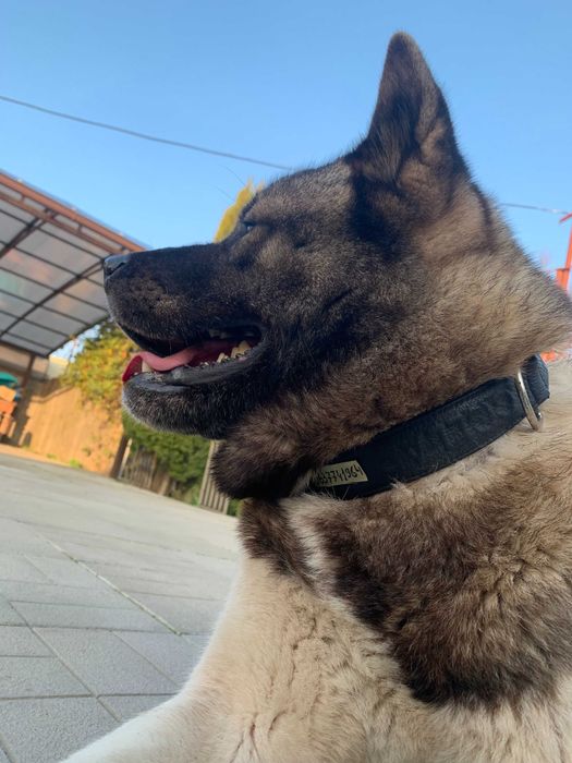 Акіта Американська 8 років. Кобель. В'язка. Вінниця.