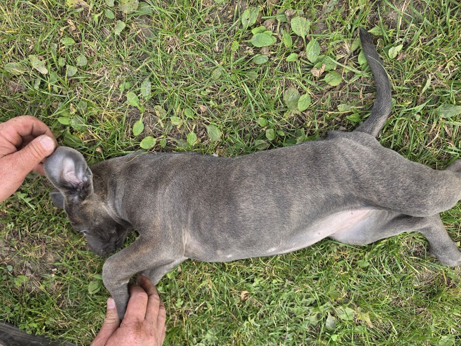 Cane Corso Błękitno pręgowana suczka gotowa do odbioru